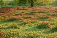 tree-trunk;trunk;Fields;Hills;Brown;Red-Clover;limb;branch;Clover;Red;Field;Gree