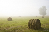 Brown;misty;Pasture;Tan;Hay-Bale;branches;Green;fog;Agricultural;Hay;mist;Mornin