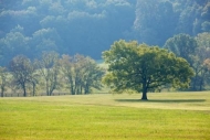 Field;Green;Grass;Tree;Trees