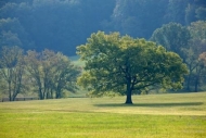 Sunlit;Sunlight;Green;meadow;Hillside;Tree;Trees;Valley;field;Grass