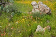 Green;Boulder;Yellow;Flower;yucca;prickly-pear;Stone;Rock;Texas;Brown;Red;Indian