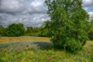 Green;Indian-Paintbrush;Clouds;Field;Flower;Petals;Cloudy;tree;Weather;Cloud-For