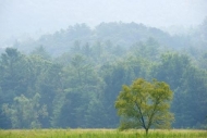 Forest;tree-limbs;Mountains;branches;Field;Cades-Cove;Hillside;Sunlit;Green;Fiel