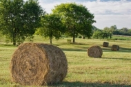 Weather;tree;Tan;trees;Sky;Pastureland;Pasture;Hay-Bale;Agriculture;Hay;Fields;G