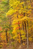 Autumn;Branches;Bridging-the-Smokies;Brown;Calm;Concepts;Fall;Forest;Forested;Go