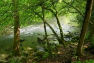 Green;Stone;Trees;Spring;flowing;Great-Smoky-Mountains;Timberland;river;Stream;S
