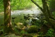 Cascade;Rocky;Springtime;Landscape;Outdoor;flow;Stone;Rock;Tree;Tennessee;flowin