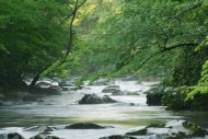 Stone;Spring;Great-Smoky-Mountains;Cascading;river;Tree;Rocks;Boulders;Cascade;T