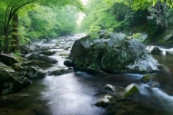 river;Forest;Stream;Tennessee;Stone;Timberland;water;Green;Spring;Timber;Little-