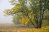 Branches;Brown;Color;Field;Gold;Green;Mist;Sunlight;Sunlit;Sunshine;Tree;Trees;W
