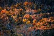 Autumn;Blue-Ridge-Parkway;Branches;Brown;Calm;Fall;Forest;Forested;Gold;Healing;