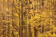 Autumn;Branches;Brown;Calm;Fall;Forest;Forested;Great-Smoky-Mountains-National-P