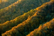 Autumn;Branches;Brown;Fall;Forest;Forested;Gold;Great-Smoky-Mountains;Great-Smok