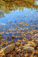 Blue;Boulder;Boulders;Branches;Brown;Columbia;Duck-River;Fallen;Fallen-Leaves;Fo