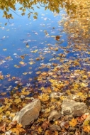 Blue;Boulder;Boulders;Branches;Brown;Columbia;Duck-River;Fallen;Fallen-Leaves;Fo