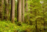 Biophilic;Botanical;Botanicals;Branches;Brown;California;Calm;Concepts;Cool-Colo