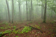 Calm;Chestnut-Mountain;Fog;Forest;Healing;Health-care;Healthcare;Mist;Nature;Obs