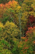 Forest;Trees;Leaves;Leaf;Plants;Woods;Bark;Outdoors;Nature;Natural;Woodland;Fall