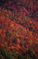 Fall-Scenes;Forest;Leaf;Leaves;Nature;Trees;Autumn;Plants;Botanical;Vegetation;F