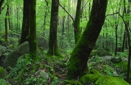 Forest;Trees;Leaves;Leaf;Plants;Woods;Bark;Outdoors;Nature;Natural;Woodland