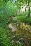 Pristine;Van-Buren;Rivulet;Stream;Wood;Rocks;Timber;Woodland;Green;Missouri;Tree