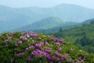 Trees;Petal;Colorful;Scenic-View;Summit;Rock;Rock-Formations;Vegetation;Precipic