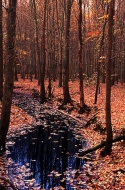 forest,-stream,-blue,-brown,-fall,-autumn