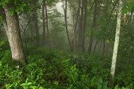 Oneness;Fog;Mist;Damp;Misty;Foggy;Obscured;Forest;Trees;Leaves;Leaf;Plants;Woods