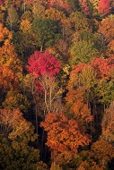 Big-South-Fork-National-Recreat;Leaves;Tennessee;Abstract;Trees;Fall-Scene;Fall-