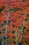 Big-South-Fork-National-Recreat;Leaves;Tennessee;Abstract;Trees;Fall-Scene;Fall-