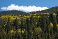 Autumn;Blue;Cloud;Cloud-Formation;Clouds;Colorado;Fall;Forest;Green;Sky;Timber;T