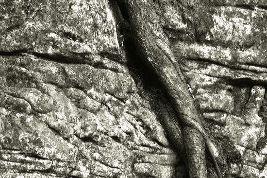Textures;Shapes;Patterns;Abstractions;Abstract;Striation;Stone;Rock;Boulder;Geology;Geological;Rock formations;Rocks;Trunk;Leafy;Branches;Branch;Woodland;Herbaceous;Shrub;Bush;Trees;Tree Trunk