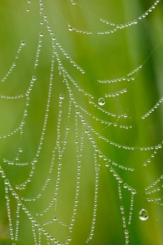 Dew;Dewy;Drop;Droplet;Droplets;Green;Moisture;Spider Web;SpiderWeb;Water;Water Drops;Web;Wet;dew drops;drops