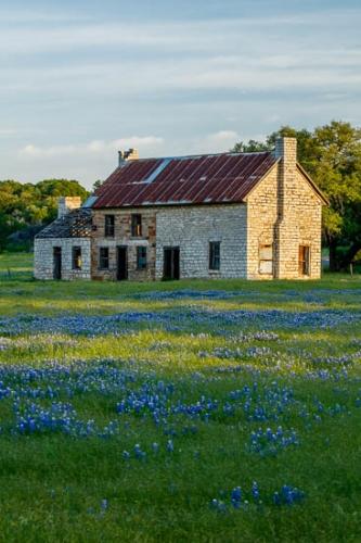 Bloom;Blossom;Blossoms;Blue;Bluebonnet;Bluebonnets;Brown;Flower;Floweret;Flowering;Flowers;Gold;Green;Petal;Tan;Texas;Texas Bluebonnet;Wildflower;bloom;flora;floral
