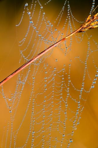 Abstract;Abstraction;Botanical;Brown;Calm;Close-up;Dew;Droplets;Drops;Flowers & Plants;Gold;Healing;Health care;Healthcare;Henry Horton;Line;Macro;Nature;Pastoral;Shape;Spider Web;SpiderWeb;Tan;Wabi Sabi;Warm Colors;Warm Palette;Warm Tones;Water;Water Drops;color;dew drops;dewy;drop;droplet;moisture;oneness;orange;pattern;peaceful;plant;reflection;reflections;restful;serene;soothing;texture;tranquil;web;zen