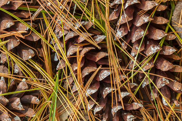 Abstract;Abstraction;Brown;Calm;Close-up;Concepts;Cool Colors;Cool Palette;Cool Tones;Fallen;Fallen Leaves;Gold;Green;Greens;Health care;Healthcare;Leaves;Line;Macro;Nature;Oneness;Pastoral;Pine;Pine Cone;Pine Cones;Pine Needle;Pine Needles;Shape;Tan;Tree;Wabi Sabi;Yellow;color;foliage;green;oneness;pattern;peaceful;plants;restful;soothing;texture;tranquil
