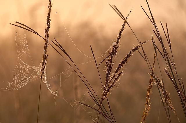 Insects;Bug;entymology;Wings;Spider;Web;Spider Web;Arachnid;Oneness;Fog;Mist;Damp;Misty;Foggy;Obscured;Dew;Details;Water;Abstract;Reflections;Drop;Moisture;Droplet;Morning;Bead;Dewey;Grass;Spiderweb