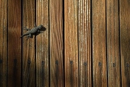 Abstract;Abstractions;Patterns;Shapes;Textures;Lizard;Wood;Reptile;Arizona;Sunli