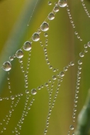 Abstract;Abstraction;Calm;Close-up;Dew;Droplets;Drops;Healing;Health-care;Health
