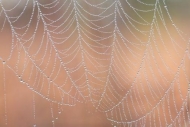 drop;dew;dew-drops;dewy;Abstracts;SpiderWeb;drops;water;Abstract;droplet;Pattern