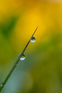Biophilic;Botanical;Botanicals;Calm;Concepts;Cool-Colors;Cool-Palette;Cool-Tones