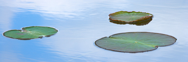 Blue;Green;Healing;Health care;Healthcare;Lake;Lily Pad;Mississippi;Panoramic;Peaceful;Pond;Reflection;Reflections;Water;Yazoo National Wildlife Refuge;calm;restful;serene;soothing;tranquil