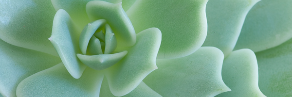 Abstract;Abstraction;Abstractions;Abstracts;Alabaster Rose;Cactus;Close-up;Foliage;Green;Healing;Health care;Healthcare;Image type;Panoramic;Patterns;Peaceful;Photo specs;Plant;Plants;Shapes;Stock categories;Succulent;Textures;botanical;calm;restful;serene;soothing;tranquil;vegetation