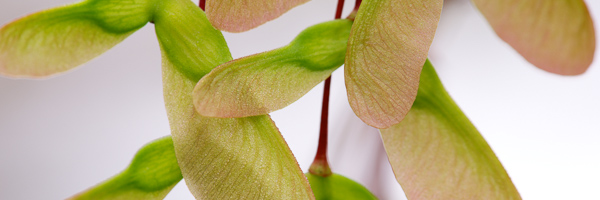 Branch;Close-up;Details;Green;Healing;Health care;Healthcare;Maple;Panoramic;Peaceful;Rachel;Red;Seed;Tan;botanicals;calm;restful;seeds;serene;soothing;tranquil