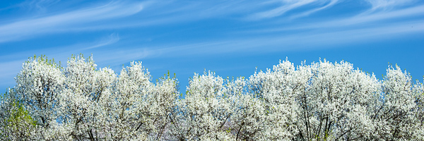 Blossom;Blossoms;Blue;Branch;Branches;Cloud;Cloud Formation;Clouds;Flower;Floweret;Flowering;Flowers;Healing;Health care;Healthcare;Panoramic;Peaceful;Sky;Spring;Springtime;Tree;Trees;Trunk;White;bloom;calm;flora;floral;pear;restful;serene;soothing;tranquil;tree limbs