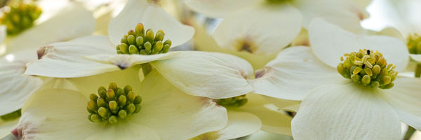  Bloom;Blossom;Blossoms;Close-up;Dogwood;Flower;Floweret;Flowering;Flowers;Green;Healing;Health care;Healthcare;Oneness;Panoramic;Peaceful;Petal;Plant;Spring;White;bloom;botanical;bud;calm;flora;floral;restful;serene;soothing;tranquil;zen