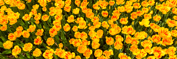 Abstract;Abstraction;Bloom;Blossom;Blossoms;Close-up;Flower;Floweret;Flowering;Flowers;Green;Healing;Health care;Healthcare;Orange;Panoramic;Pattern;Peaceful;Petal;Plant;Red;Yellow;bloom;botanical;bud;calm;flora;floral;restful;serene;soothing;tranquil;tulip