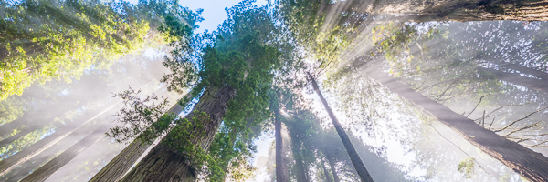 Branches;Brown;California;Forest;Forested;God Rays;Green;Healing;Health care;Healthcare;Landscape;Mist;Panoramic;Peaceful;Redwood;Redwood National Park;Sun rays;Sunbeam;Sunlight;Sunlit;Sunshine;Tan;Timber;Timberland;Tree;Trees;Trunk;United States;Wood;Woodland;Woods;bark;calm;fog;foggy;limbs;misty;restful;serene;soothing;tranquil;tree limbs
