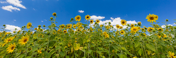 Bloom;Blossom;Blossoms;Blue;Cloud;Cloud Formation;Clouds;Flower;Floweret;Flowering;Flowers;Green;Healing;Health care;Healthcare;Leaf;Leaves;Looking up;Ohio;Oneness;Orange;Panoramic;Peaceful;Petal;Petals;Plant;Sky;Stamen;Sunflower;Wildflower;Yellow;bloom;botanical;botanicals;calm;flora;floral;restful;serene;soothing;tranquil;zen