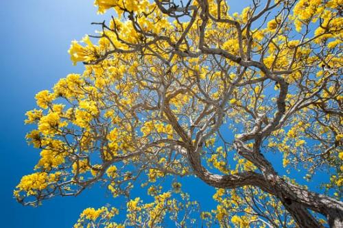 Abstract;Abstractions;Branch;Branches;Florida;Foliage;Herbaceous;Leaf;Leafy;Leaves;Patterns;Plant;Sanibel Captiva Island;Shapes;Stock categories;Textures;Tree;Tree Trunk;Trunk;Vein;bark;trees